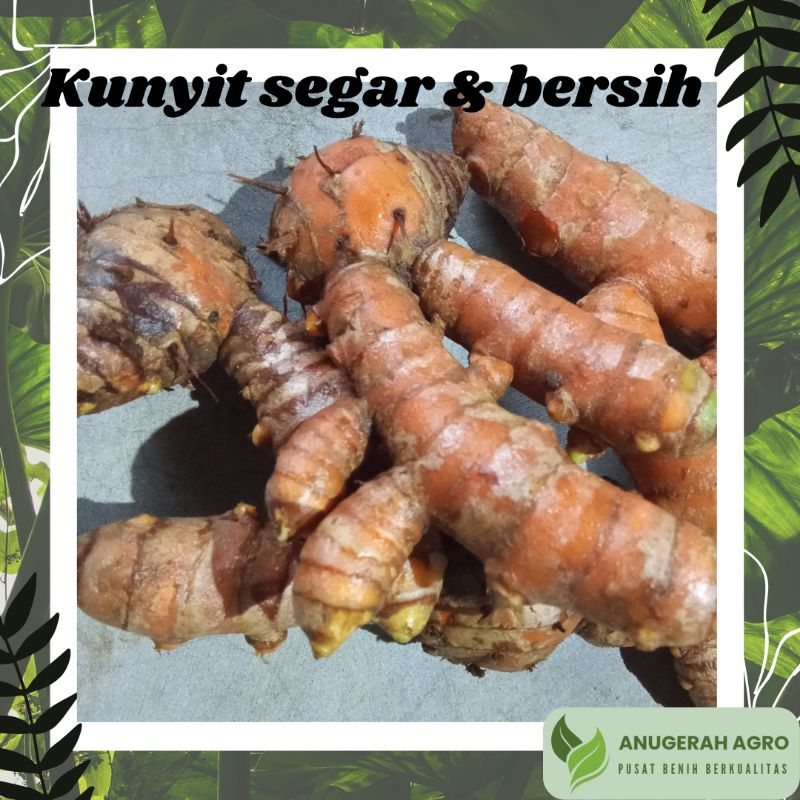 

Kunyit segar/fresh