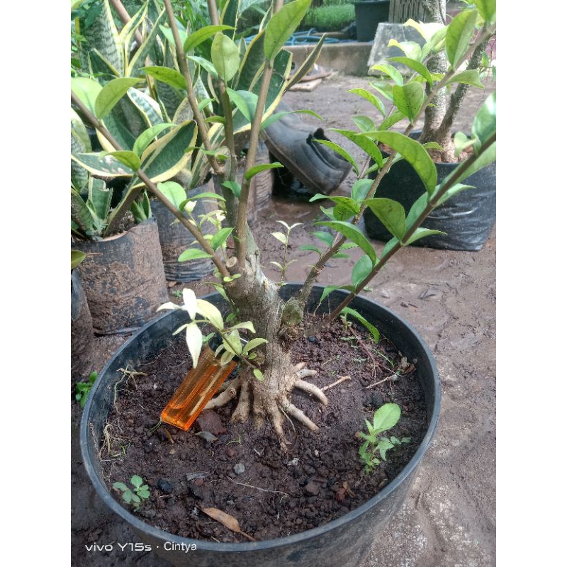 bahan bonsai anting putri prokar