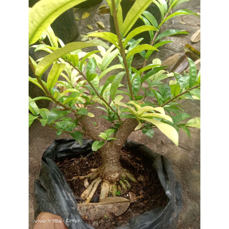 bahan bonsai anting putri prokar berkarakter