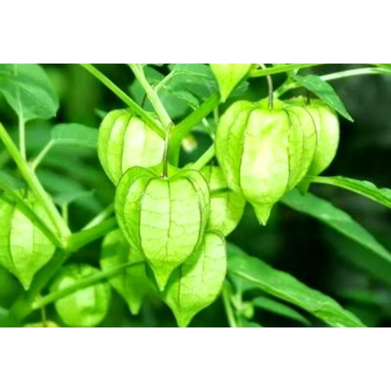 

Daun ciplukan segar/daun cecenet 500 gram