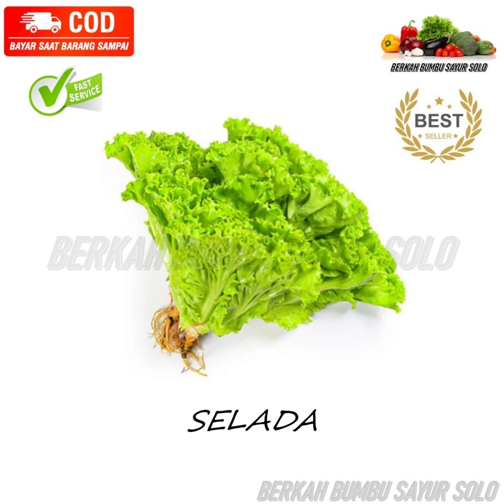 

SELADA /ANDEWI (20)