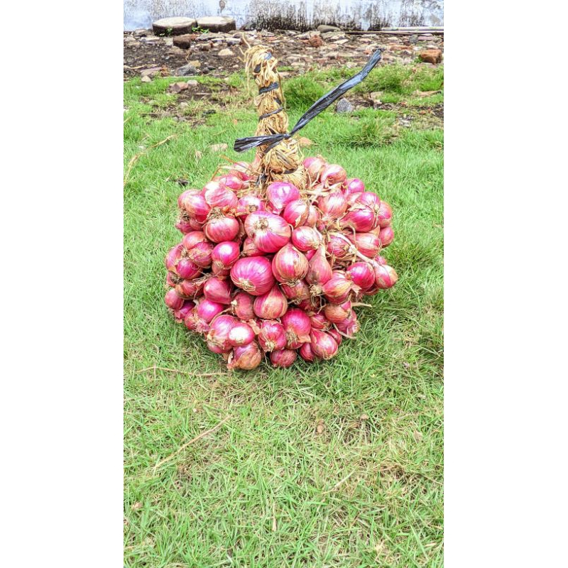 

bawang merah super jumbo 1 kg bumbu dapur