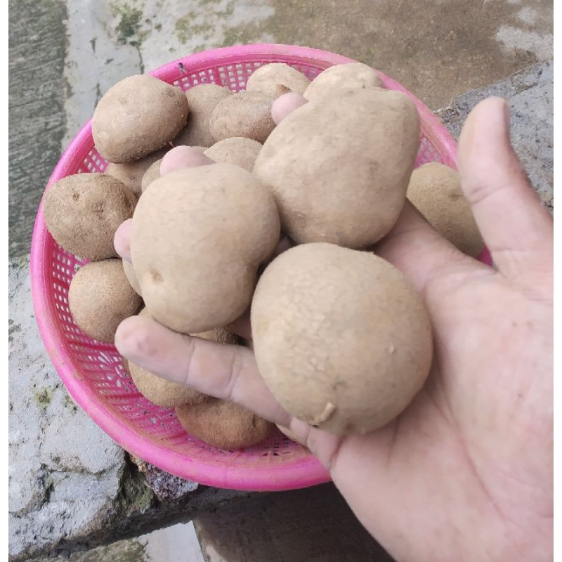 

kentang dieng (potato dieng) kentang sedang murah 1kg