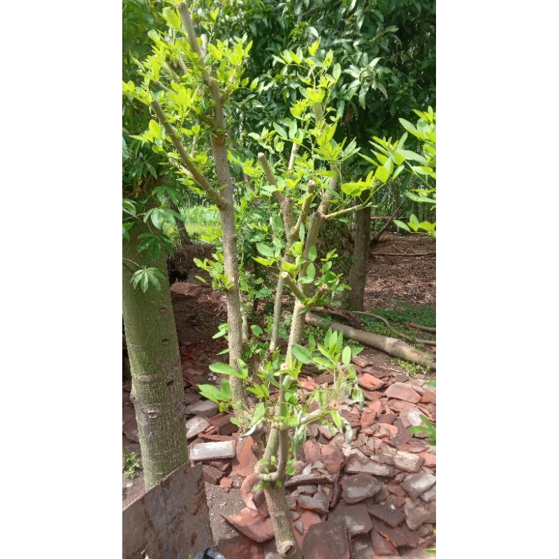 indigofera pakan ternak