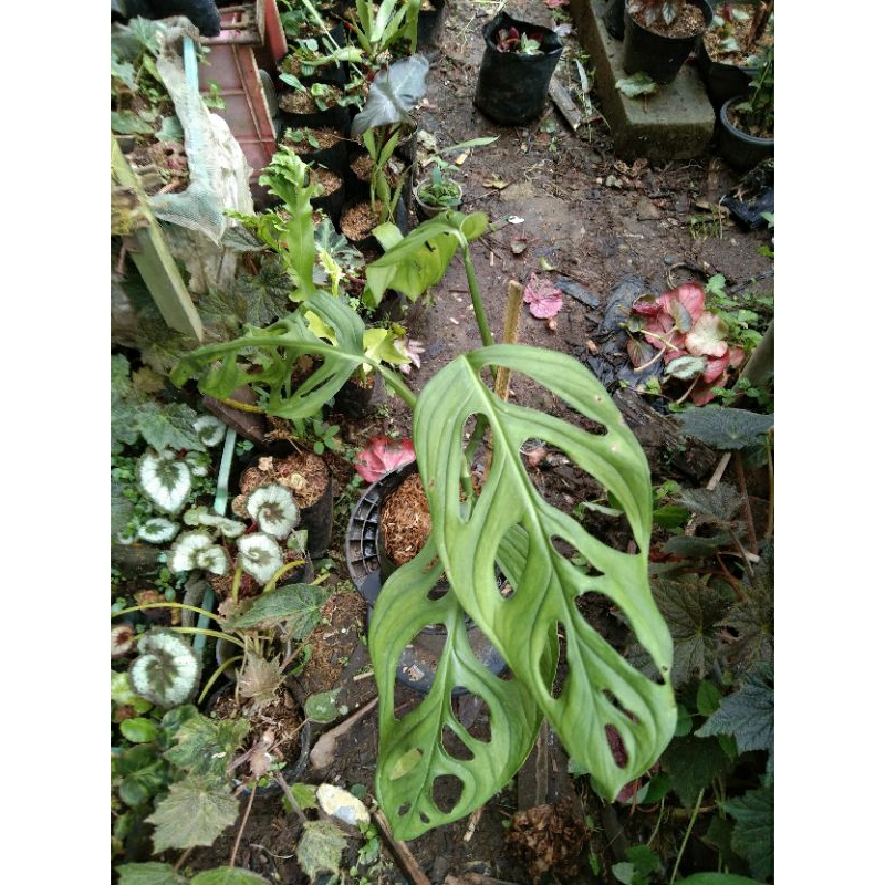 Tanaman Monstera Adansonii/Janda Bolong Jumbo