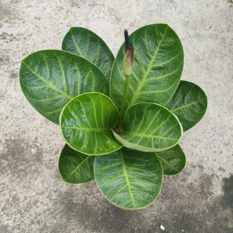 anthurium jemani mangkok kaisar/Caesar