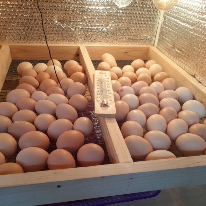 telur fertil ayam KUB GARANSI fertil 7 HARI