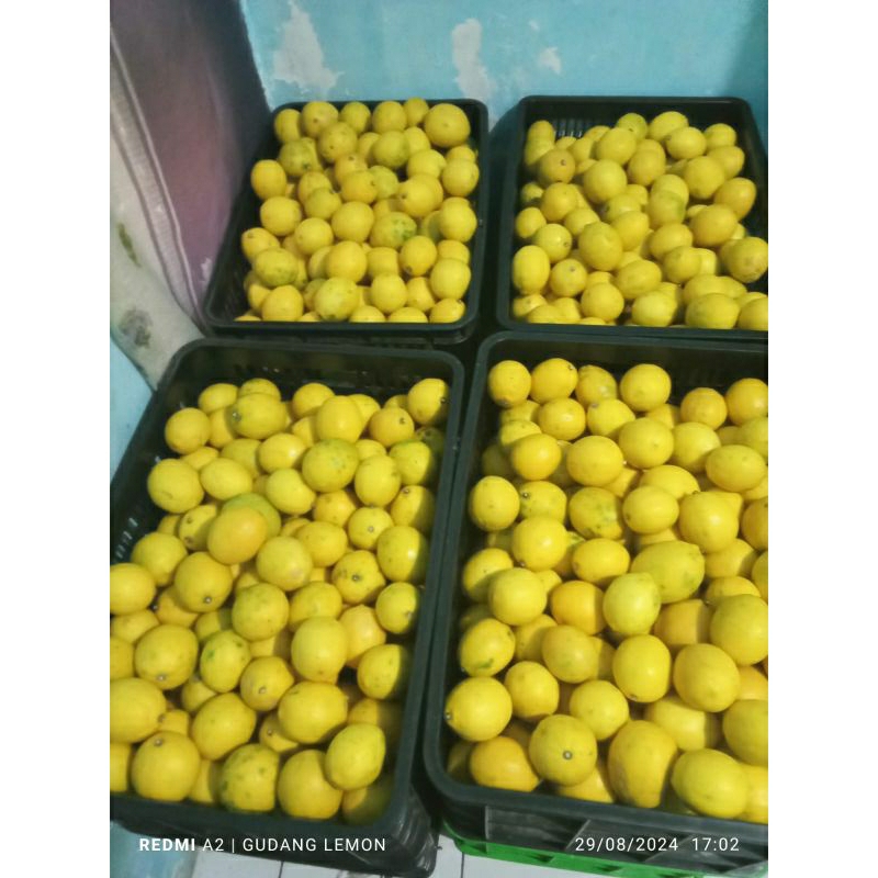 

jeruk lemon