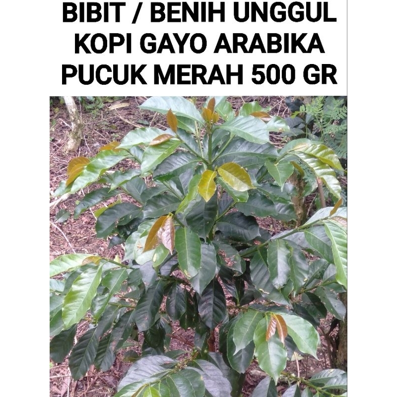 BIBIT/ BENIH KOPI ARABIKA GAYO 500 GR COD