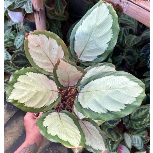 Calathea Darkstar 'corona' | Tanaman Hias Calathea | Tanaman Hias Calathea Corona