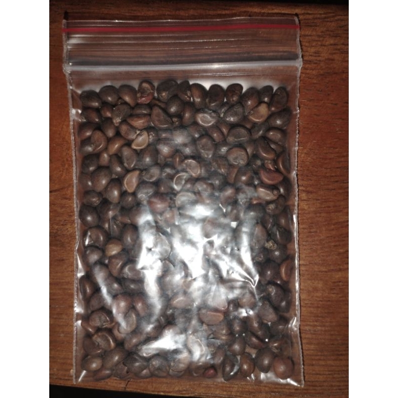 Benih Jagung Ketan Hitam Manis 100 biji