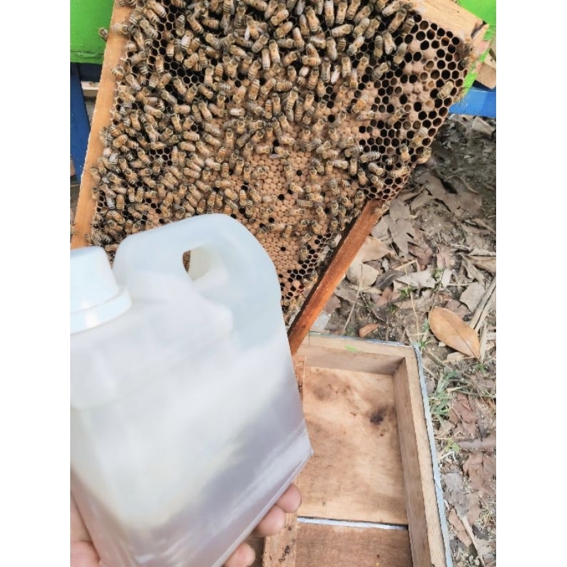 

Madu Odeng Ternakan 1 Liter