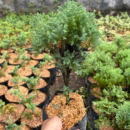 Tanaman Cemara Pentung - cemara pentung - pohon cemara - cemara mini