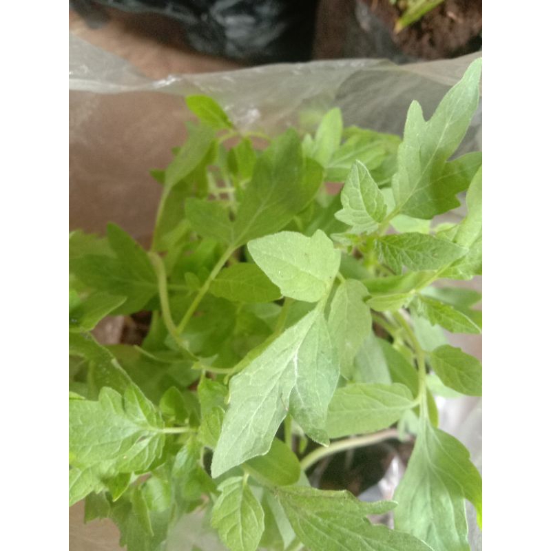 

Jual Aneka Bibit sayuran/cabe rawit/cabe galak/cabe kriting/seledri/tomat/siap tanam/murah minimal 10
