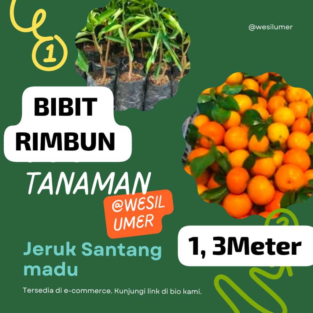Bibit Jeruk Santang Madu 1.3 Meter Up Rimbun ( Pakai Kurir Cargo )