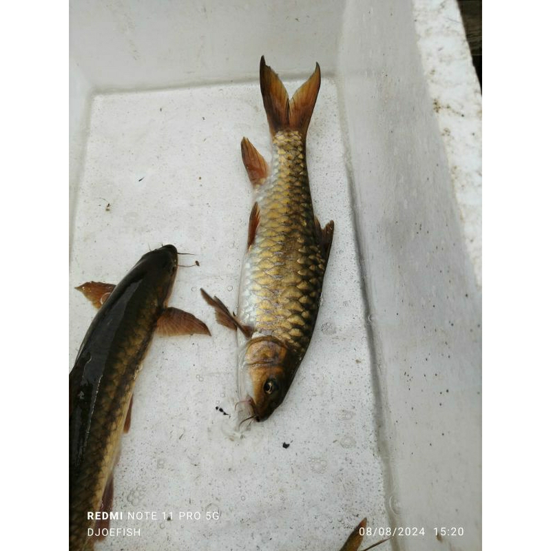 mahseer torsoro