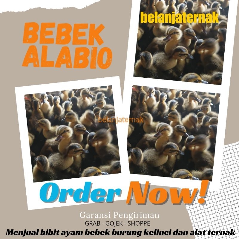 Bebek Alabio - Bibit Bebek Alabio - Bebek Pedaging Alabio