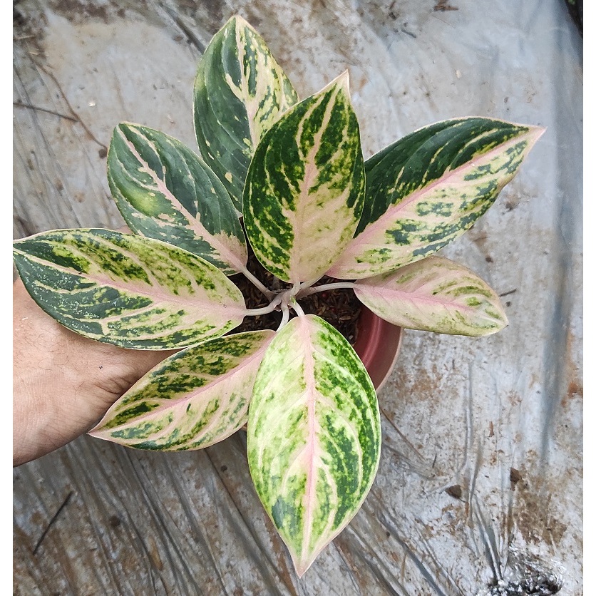 Tanaman Aglonema Obama - Tanaman Hias Aglonema / Aglaonema Obama