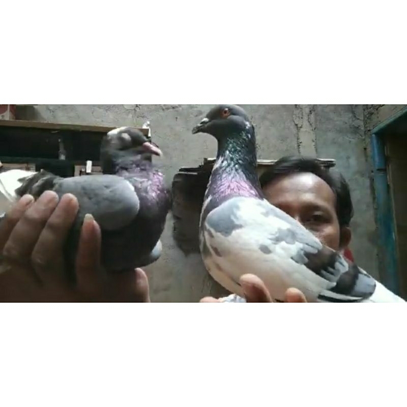 merpati blantong jembros