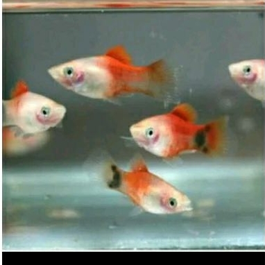 

HIASAN AQUARIUM - MICKEY MOUSE UKURAN 4 CM