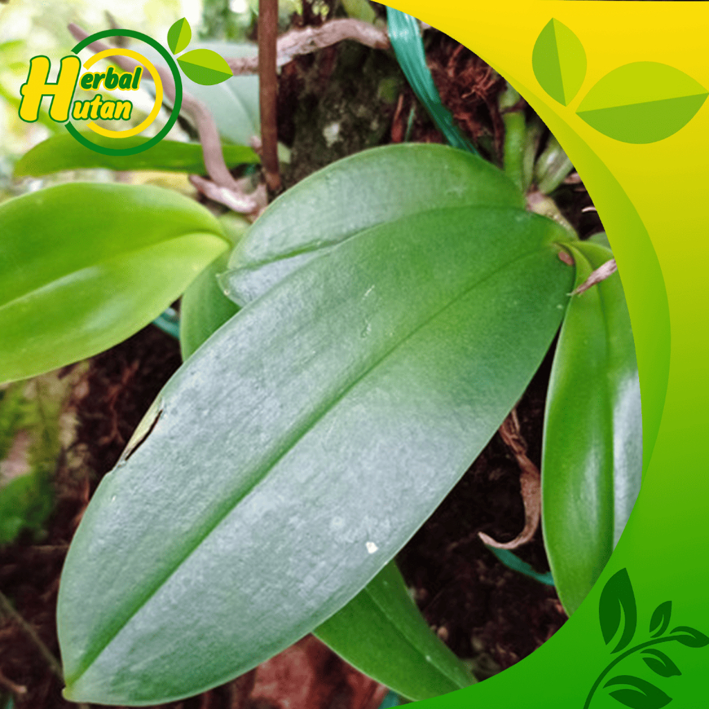 Anggrek Bulan Dewasa Jumbo Premium