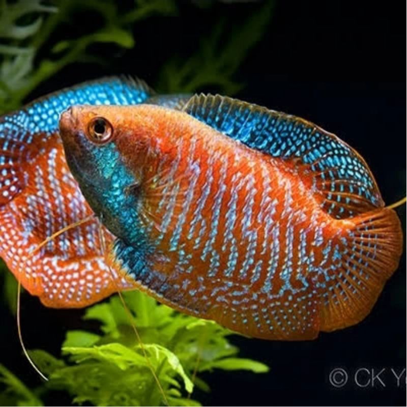 Hias Ikan Alius Lalius (Ralis) Dwarf Gourami hiasan aquarium aquascape colorfull tankmate unik