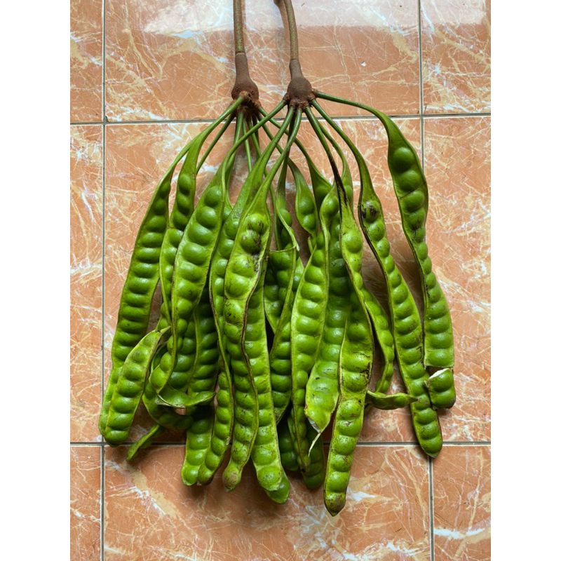 

PETE SUPER ISI 15 LONJOR TERMURAH ASLI WONOGIRI