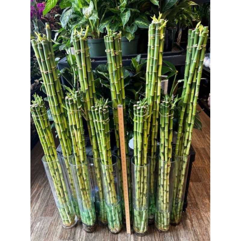 Bambu hoki/bambu Sri rejeki