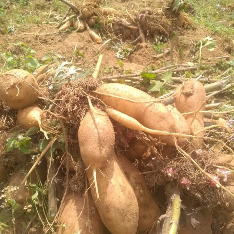 

ubi yakon super isi 1 sampai 4 buah asli dari peru di budidayakan di wonosobo