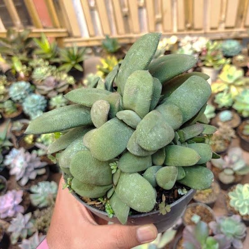 GASTERIA JEMPOL, GASTERIA GLOMERATA, TANAMAN HIAS MINI, KAKTUS DAN SUKULEN, TANAMAN HIAS OUTDOOR, TA
