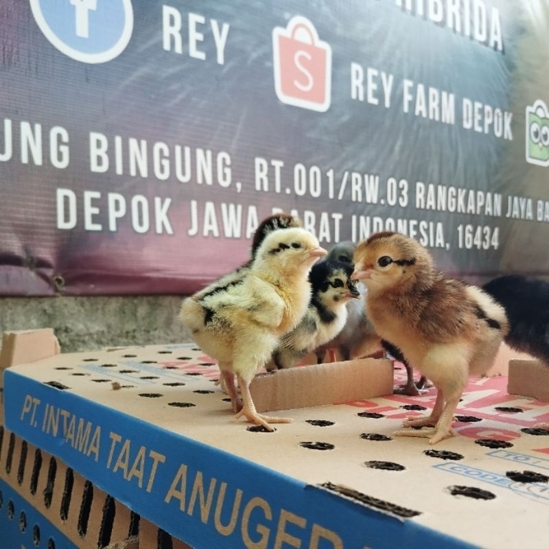 Bibit Ayam Kampung Asli, Doc Kub 2 100Ekor