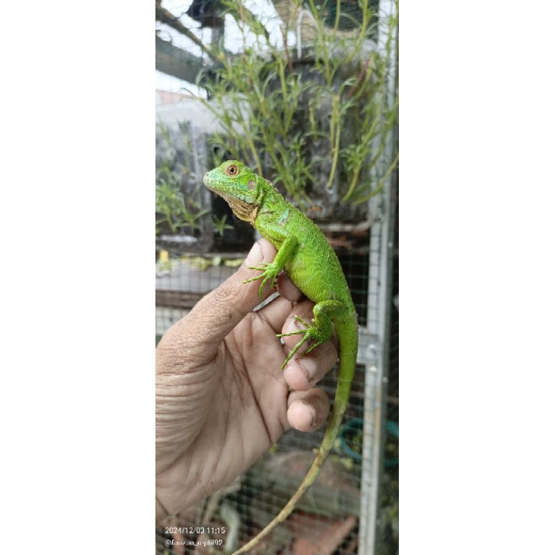 mainan iguana green