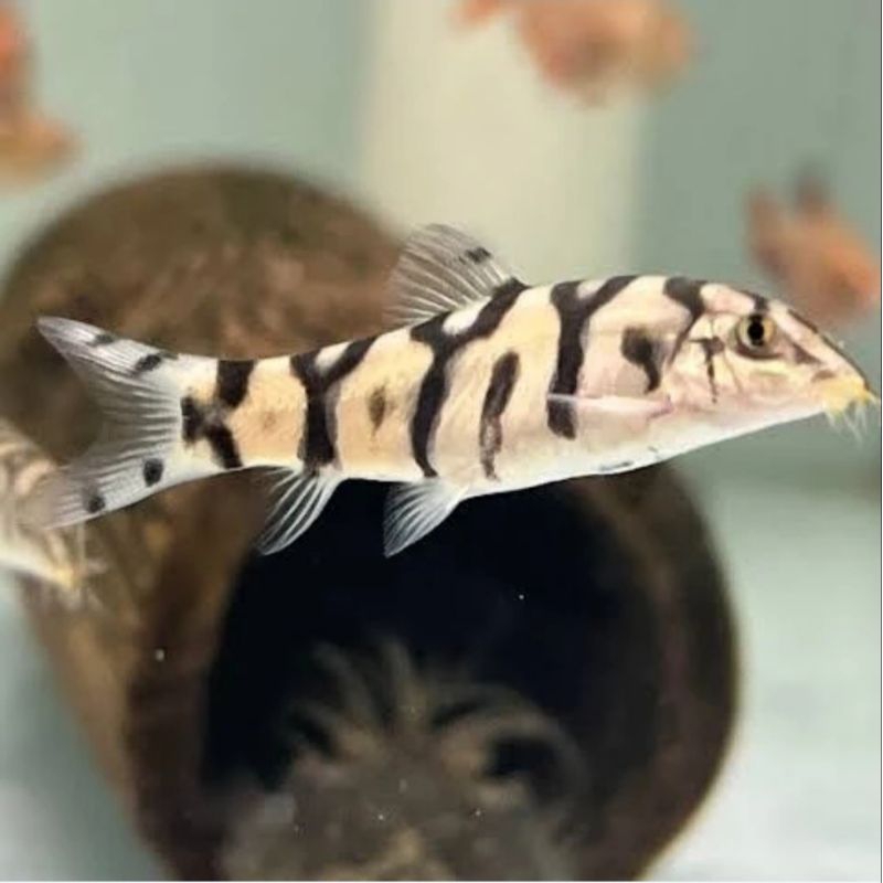 Ikan Botia India Botea Yoyo loach aquascape pembersih dasar aquarium hias tankmate replika