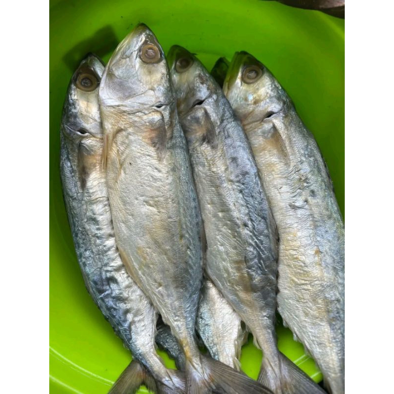 

Ikan asin PEDA putih JUMBO