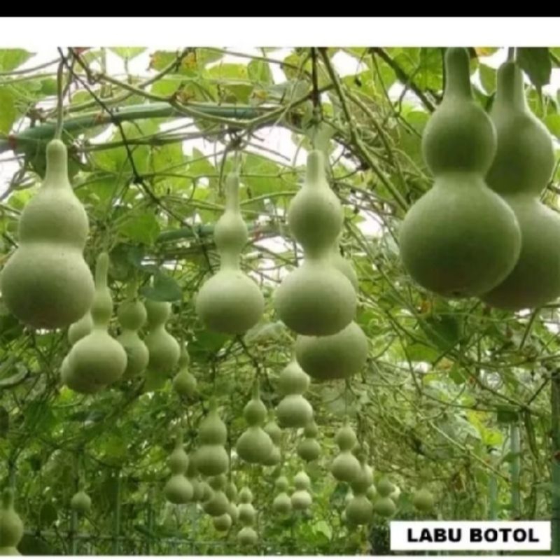 

biji beni labu botol isi 8 butir