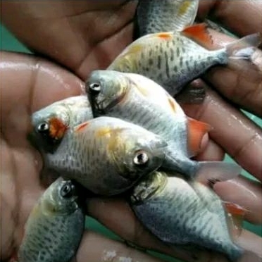 

BIBIT BAWAL UKURAN 5-6 CM._KADO KOLAM