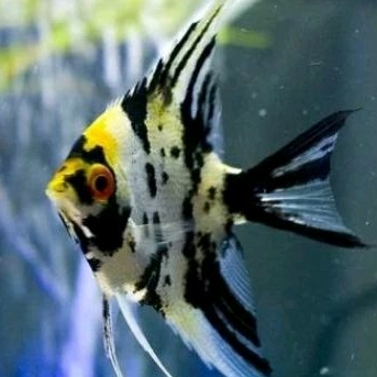 

MANFISH 3 COLOR UKURAN 3 CM-KADO AQUARIUM