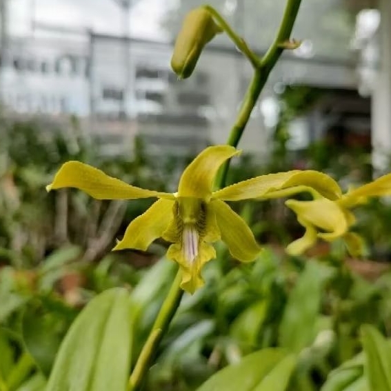 Dendrobium Caesar Green