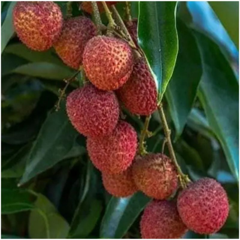 Bibit Buah Leci Merah Hasil Cangkok / Leci Kom Super Unggul