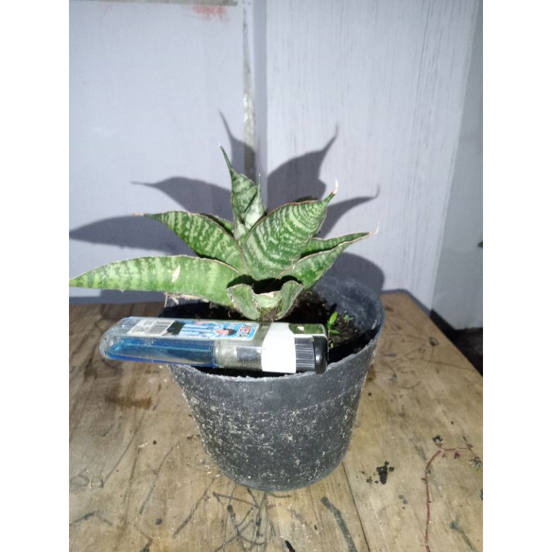 Sansevieria hybrid Sindoro