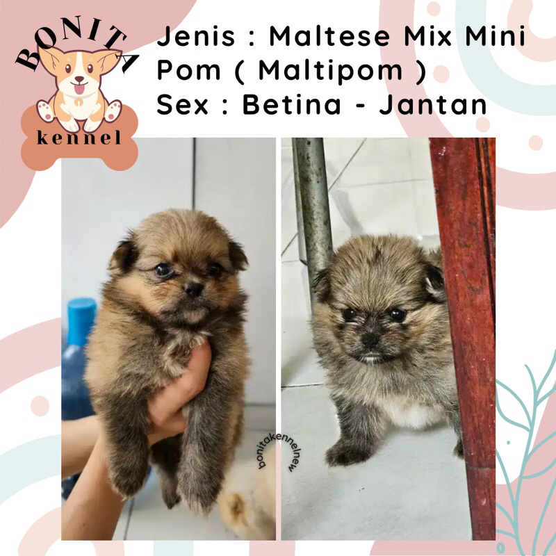 Maltese Mix Mini Pom Maltipom Jantan Betina Anak Anjing Maltipom Particolor