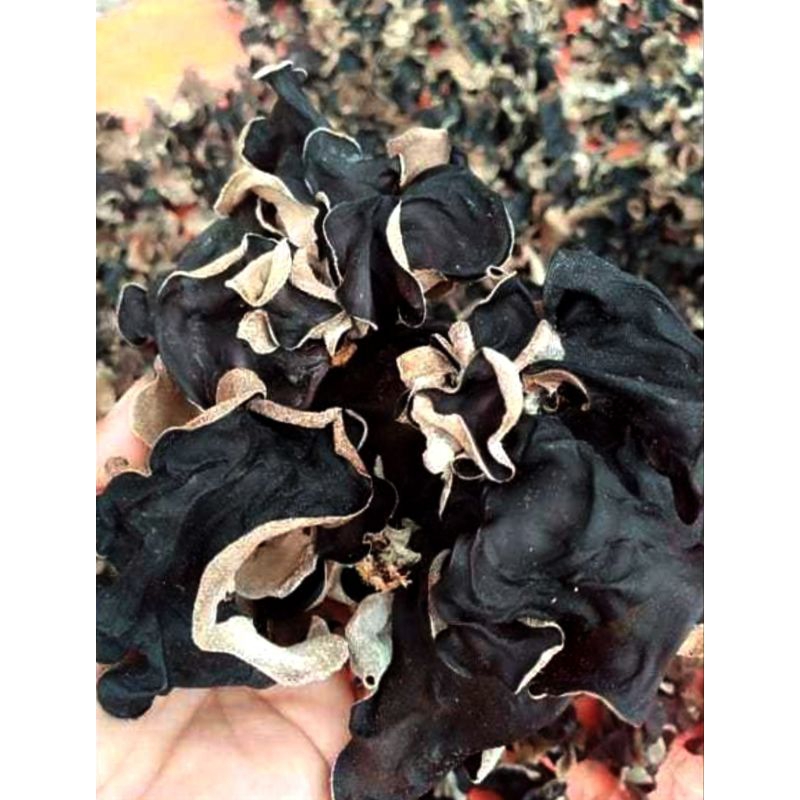 

Jamur kuping kering 1 kg Super Grade ab besar tebal panenan 1-2, jamur hitam