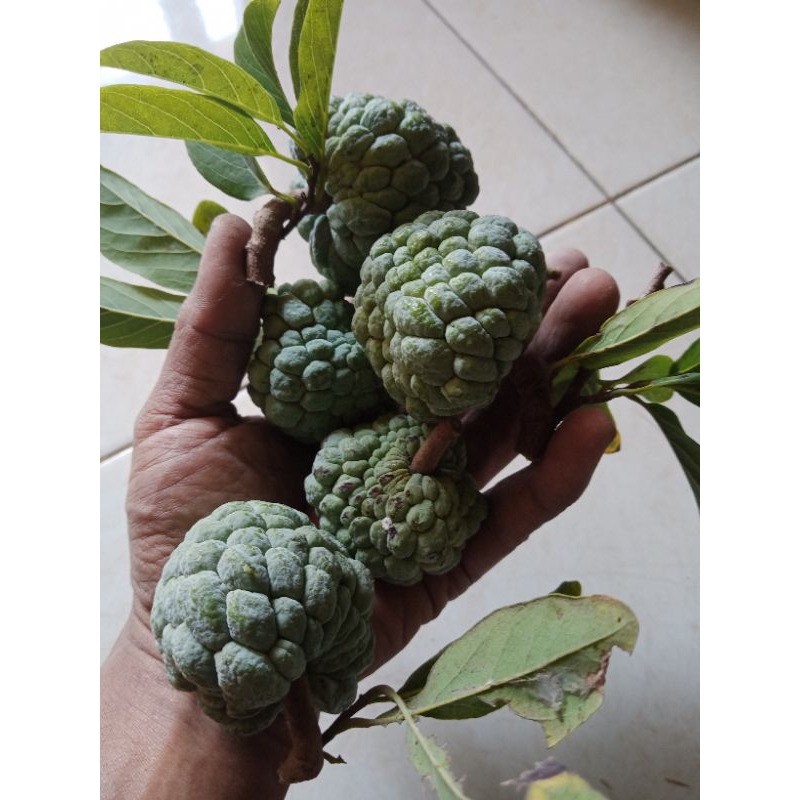 bibit indukan srikaya hijau lokal berbuah