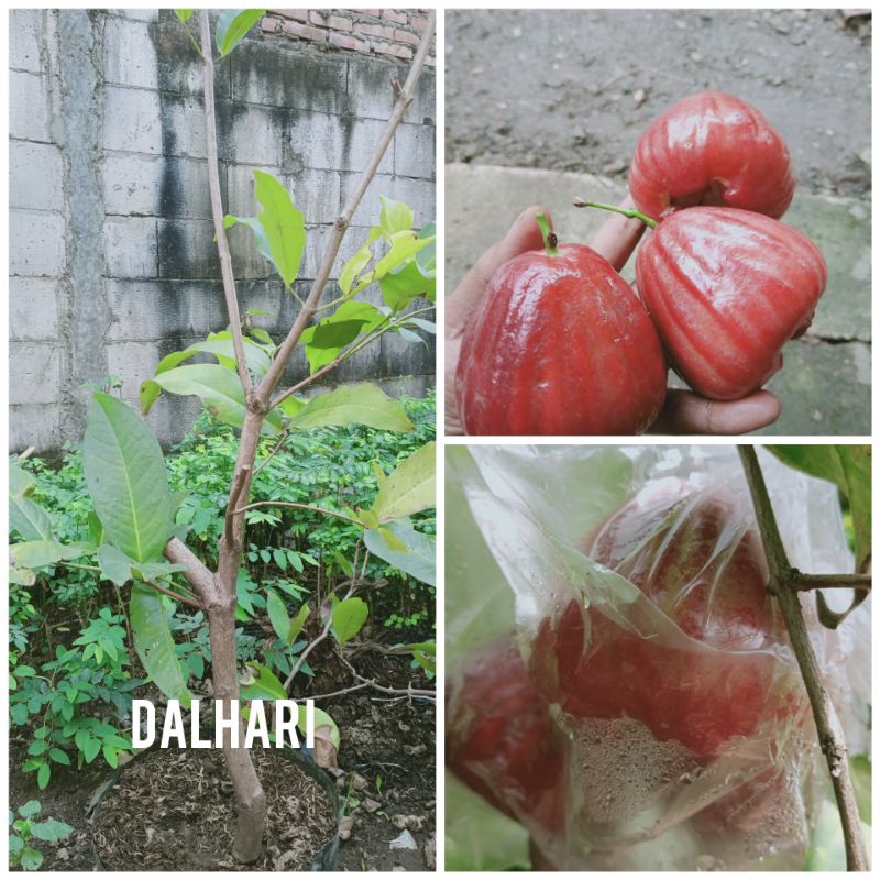 Bibit cangkok jambu air dalhari