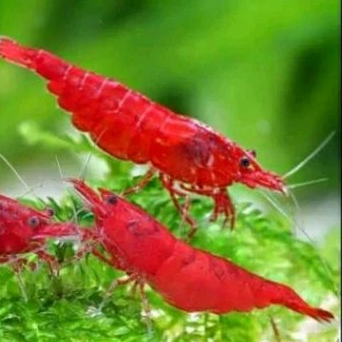 

HIASAN AQUARIUM - UDANG HIAS BLOODY RED
