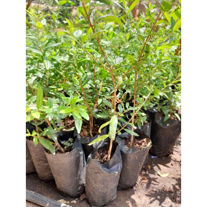 Bibit Delima Merah Biji Lunak  |  Buah Jumbo  |  Varietas Spanyol