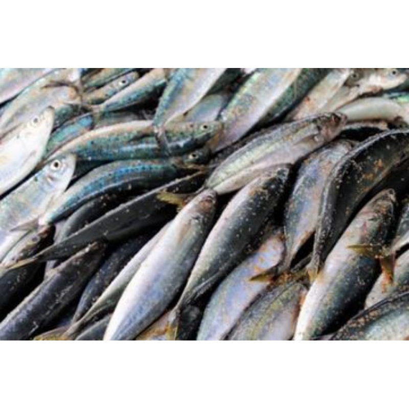 

Ikan salem 1ekor/ikan benggol 1 ekor