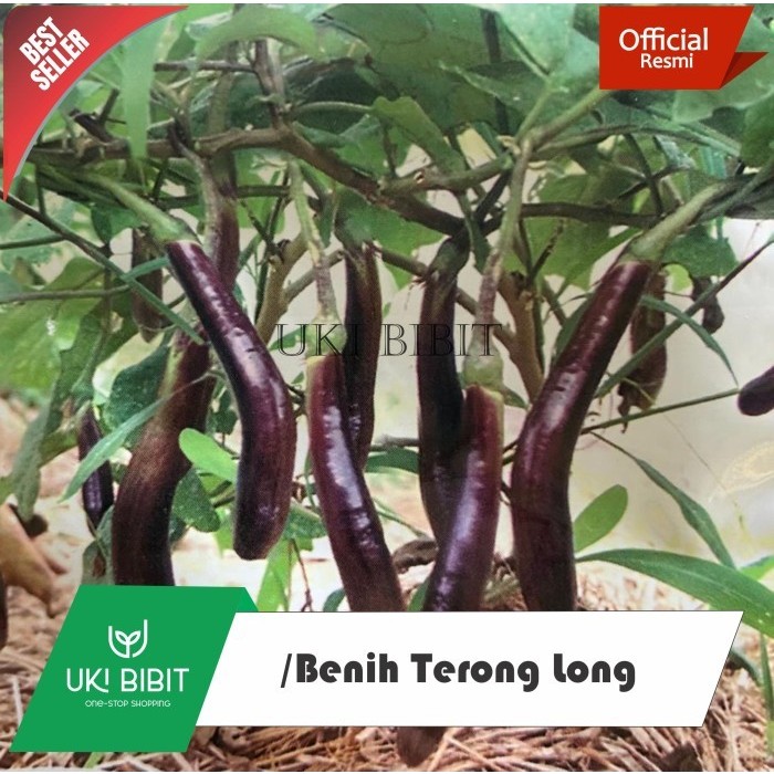 ( 10 Butir ) Benih Biji Terong Long | Terong Belut