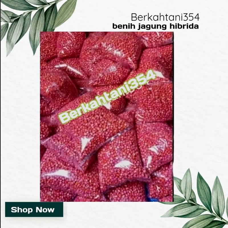 Benih jagung hibrida 27, 21,18,212, perkasa sumo jago benih jagung siap tanam Bibit jagung hibrida