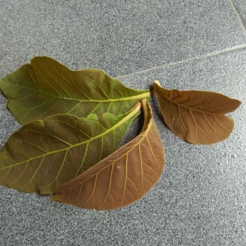 

PUPUS JATI ATAU DAUN JATI MUDA per 500gr. FRESH DIPETIK SAAT AKAN DIKIRIM